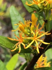 Atkinsonia ligustrina