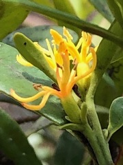 Atkinsonia ligustrina