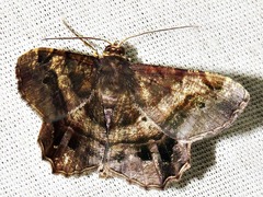Chiasmia umbrata