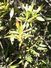 Atkinsonia ligustrina