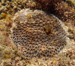 Anomastraea irregularis