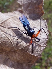 Acanthischium superbum