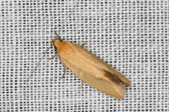 Telocharacta hemicroca