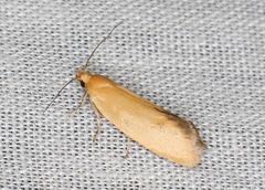 Telocharacta hemicroca