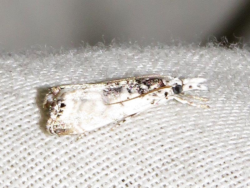 Bassiknysna
