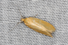 Telocharacta hemicroca