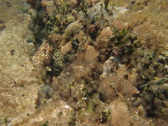 Anomastraea irregularis