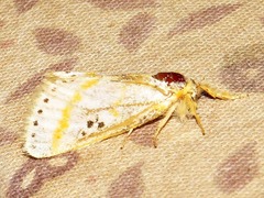 Lacipa gracilis