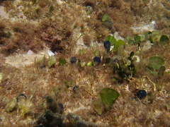 Udotea orientalis