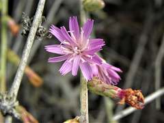 Stephanomeria cichoriacea