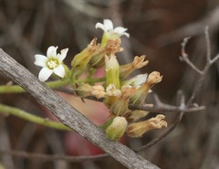Tylecodon leucothrix