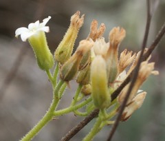 Tylecodon leucothrix