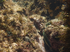 Thalassoma genivittatum