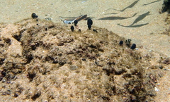 Eudistoma caeruleum