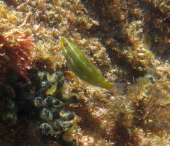 Stethojulis interrupta