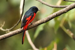 Pericrocotus brevirostris