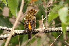 Carpodacus sipahi