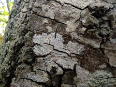 Lecanographaceae