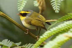 Abroscopus schisticeps