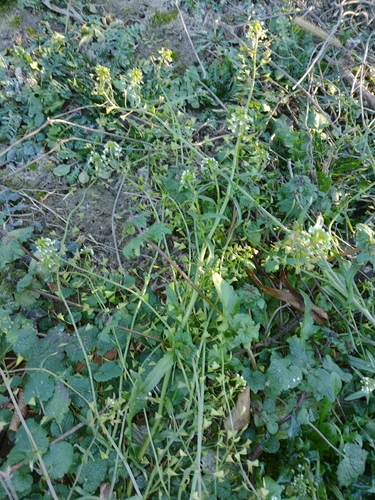 Rusomača (Capsella bursa-pastoris)
