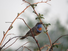 Luscinia svecica svecica