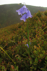 Campanula serrata