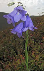 Campanula serrata