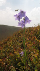 Campanula serrata
