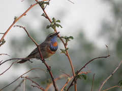 Luscinia svecica svecica