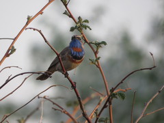 Luscinia svecica svecica