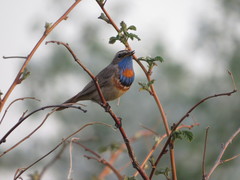 Luscinia svecica svecica