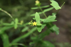 Hypericum erectum