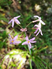 Tulbaghia maritima