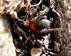 Gnaphosa sericata