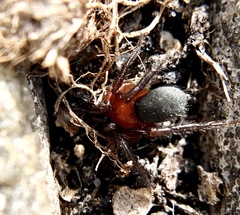 Gnaphosa sericata