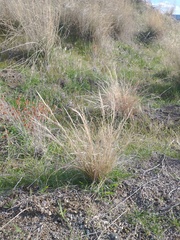 Aristida purpurea
