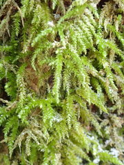 Eurhynchium angustirete