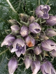 Mandragora autumnalis