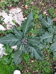 Mandragora autumnalis
