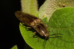 Conoderus fuscofasciatus