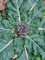 Mandragora autumnalis