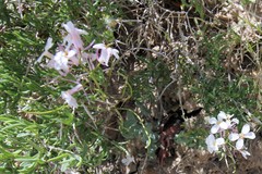Thelypodiopsis elegans