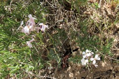 Thelypodiopsis elegans