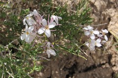 Thelypodiopsis elegans