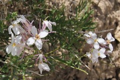 Thelypodiopsis elegans