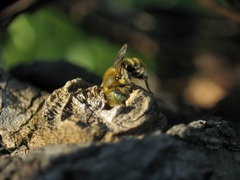 Osmia caerulescens
