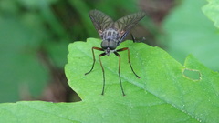 Rhagio notatus