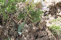 Thelypodiopsis elegans