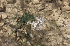 Thelypodiopsis elegans