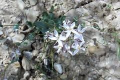 Thelypodiopsis elegans